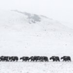 Mongolia's Harsh Winter Causes Surge in Livestock Deaths