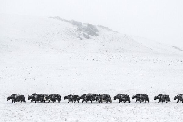 Mongolia’s Harsh Winter Causes Surge in Livestock Deaths Mongolia's Harsh Winter Causes Surge in Livestock Deaths