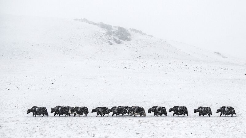Mongolia's Harsh Winter Causes Surge in Livestock Deaths