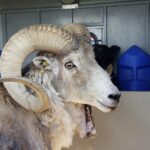 Montana Rancher Admits to Illegally Breeding 'Giant' Sheep Using Central Asian Wildlife