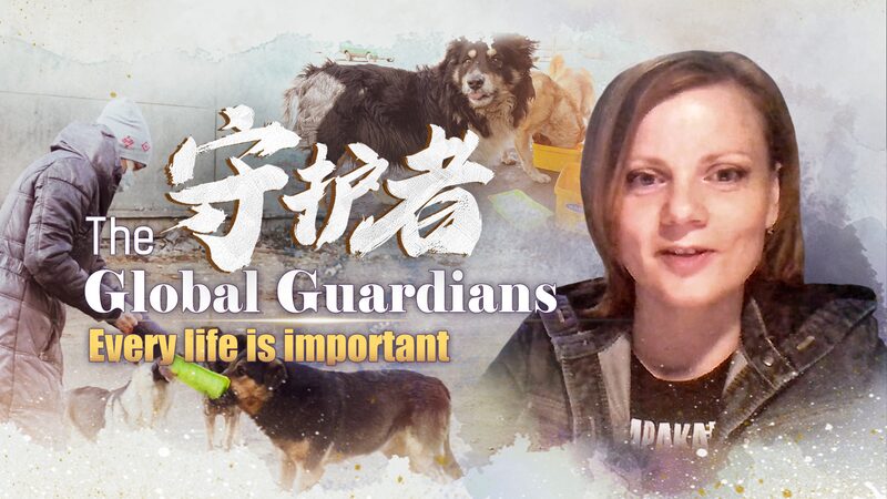 Moscow_Journalist_Unites_Community_to_Save_Stray_Animals_Post-Lockdown_poster - Khabar Asia Moscow Journalist Unites Community to Save Stray Animals Post-Lockdown video poster