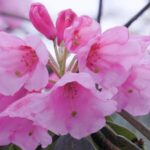 Mount Fanjing's Azalea Bloom: A Floral Symphony in China's Guizhou Province video poster