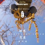 Mount Wutai's Wild Sea Buckthorn: Nature's Hidden Gem in China video poster
