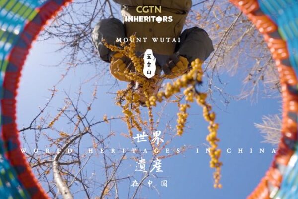 Mount Wutai's Wild Sea Buckthorn: Nature's Hidden Gem in China video poster