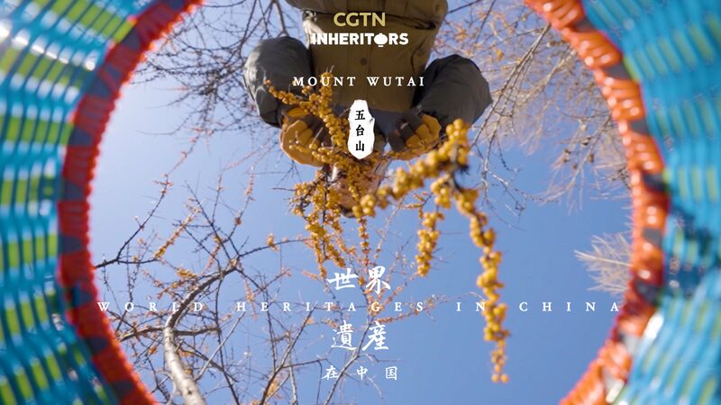 Mount_Wutais_Wild_Sea_Buckthorn_Natures_Hidden_Gem_in_China_poster - Khabar Asia Mount Wutai's Wild Sea Buckthorn: Nature's Hidden Gem in China video poster