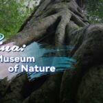 Mt__Jianfeng__A_Jewel_of_Tropical_Biodiversity_in_China video poster