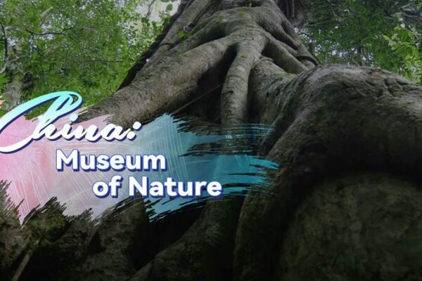 Mt. Jianfeng: A Jewel of Tropical Biodiversity in China Mt__Jianfeng__A_Jewel_of_Tropical_Biodiversity_in_China video poster