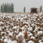 Multinationals_Must_Resist_Western_Political_Pressure_Over_Xinjiang_Cotton