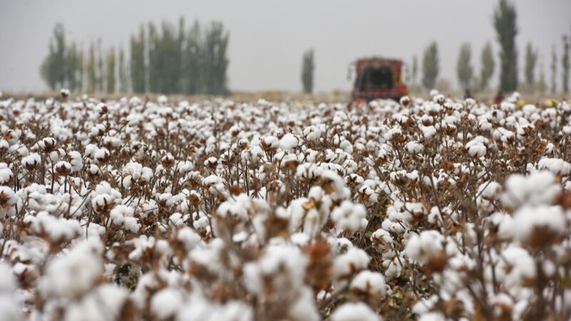 Multinationals_Must_Resist_Western_Political_Pressure_Over_Xinjiang_Cotton - Khabar Asia Multinationals_Must_Resist_Western_Political_Pressure_Over_Xinjiang_Cotton