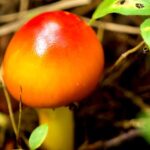 Mushrooms_Flourish_in_Changbai_Mountain_s_Rich_Ecosystem