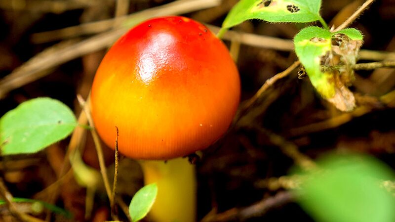 Mushrooms_Flourish_in_Changbai_Mountain_s_Rich_Ecosystem - Khabar Asia Mushrooms_Flourish_in_Changbai_Mountain_s_Rich_Ecosystem