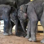 Myanmar_Initiates_Measures_to_Mitigate_Human_Elephant_Conflicts_in_Yangon_Region