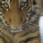 NE_China_National_Park_Sees_Surge_in_Wild_Tigers_and_Leopards - Khabar Asia NE China National Park Sees Surge in Wild Tigers and Leopards