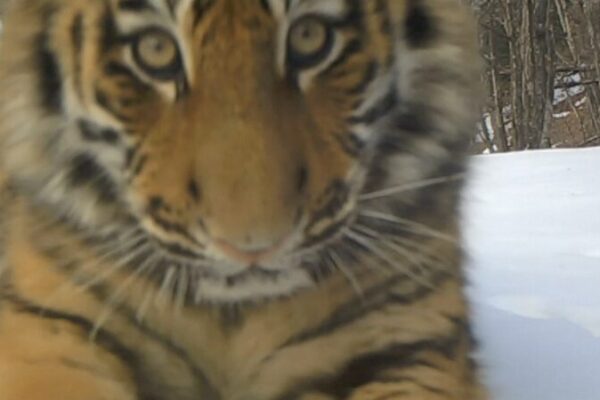 NE China National Park Sees Surge in Wild Tigers and Leopards