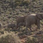 Namibia_Plans_to_Cull_Over_700_Wild_Animals_Amid_Severe_Drought