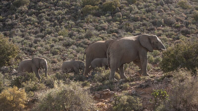 Namibia_Plans_to_Cull_Over_700_Wild_Animals_Amid_Severe_Drought - Khabar Asia Namibia_Plans_to_Cull_Over_700_Wild_Animals_Amid_Severe_Drought