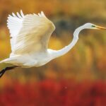 Nandagang_Migratory_Bird_Habitat__A_Thriving_Oasis_for_Migratory_Birds