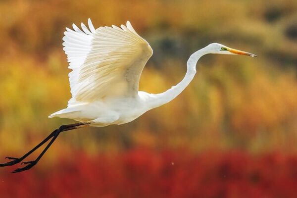 Nandagang Migratory Bird Habitat: A Thriving Oasis for Migratory Birds Nandagang_Migratory_Bird_Habitat__A_Thriving_Oasis_for_Migratory_Birds