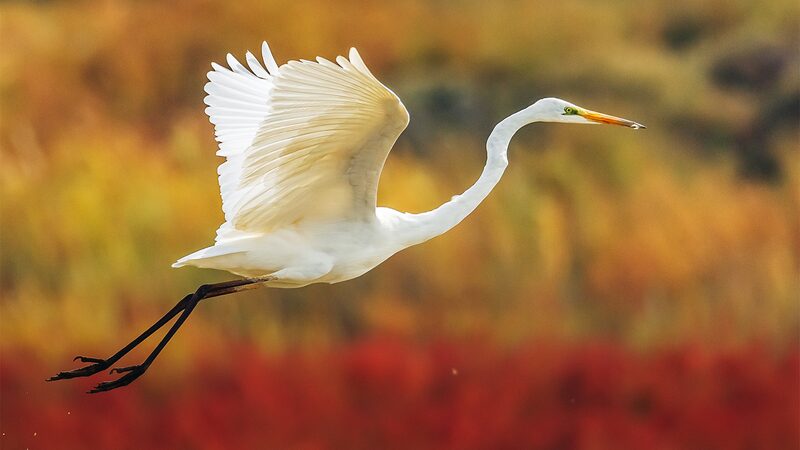 Nandagang_Migratory_Bird_Habitat__A_Thriving_Oasis_for_Migratory_Birds - Khabar Asia Nandagang_Migratory_Bird_Habitat__A_Thriving_Oasis_for_Migratory_Birds