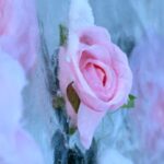 Nanhu Park's Ice Wall Roses Captivate Shenyang Ahead of Chinese New Year