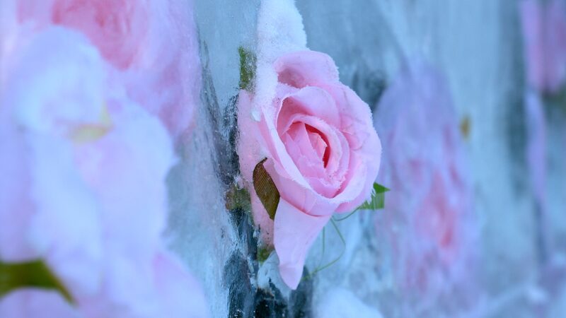 Nanhu_Parks_Ice_Wall_Roses_Captivate_Shenyang_Ahead_of_Chinese_New_Year - Khabar Asia Nanhu Park's Ice Wall Roses Captivate Shenyang Ahead of Chinese New Year