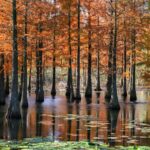 Nanjing_s_Chishan_Lake_Park_Transforms_into_a_Fiery_Winter_Wonderland