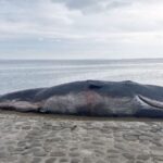 Nations_Strive_for_Climate_Funding_Consensus_as_COP29_Deadline_Nears