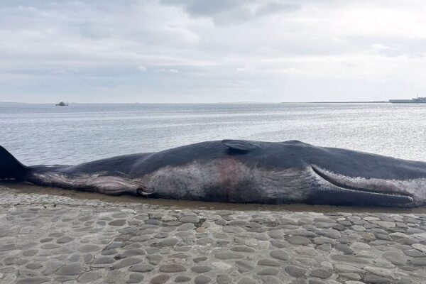 Nations_Strive_for_Climate_Funding_Consensus_as_COP29_Deadline_Nears