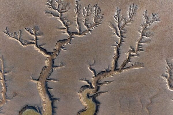 Natural ‘Tidal Trees’ Reveal Themselves in Jiangsu’s Tiaozini Wetland Natural 'Tidal Trees' Reveal Themselves in Jiangsu's Tiaozini Wetland