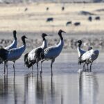 Nature Reserve in Lhasa Becomes Sanctuary for Black-Necked Cranes