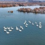 Nature Reserves in China and France See Surge in Wildlife Species