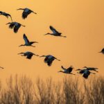 Nearly_300_Endangered_Oriental_White_Storks_Spotted_in_North_China_s_Wetland