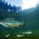 Nearly_a_Quarter_of_Freshwater_Animals_Face_Extinction__New_Research_Reveals