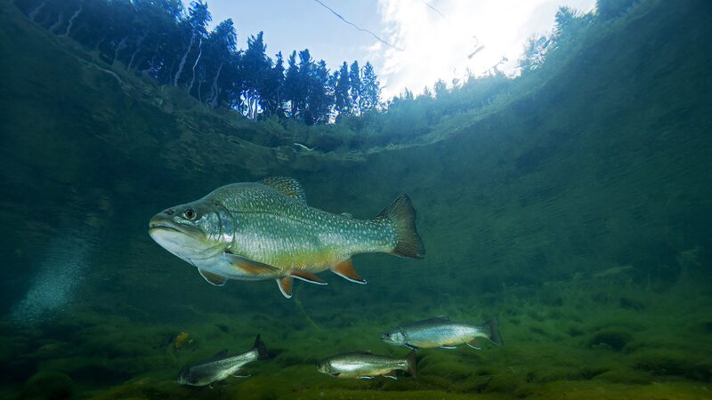 Nearly_a_Quarter_of_Freshwater_Animals_Face_Extinction__New_Research_Reveals - Khabar Asia Nearly_a_Quarter_of_Freshwater_Animals_Face_Extinction__New_Research_Reveals
