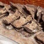 New 90-Million-Year-Old Dinosaur Species Discovered in China