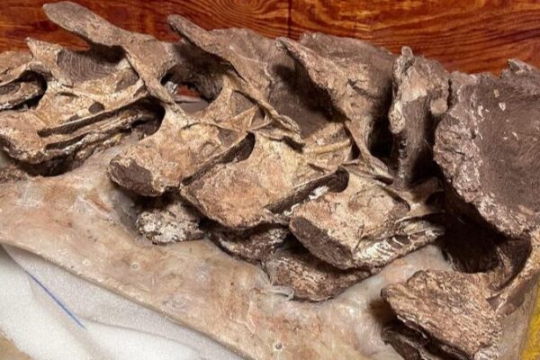 New 90-Million-Year-Old Dinosaur Species Discovered in China New 90-Million-Year-Old Dinosaur Species Discovered in China
