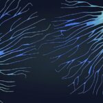 New_Antibody_Treatment_Enhances_Immune_Response_Against_Tumors__Study_Finds