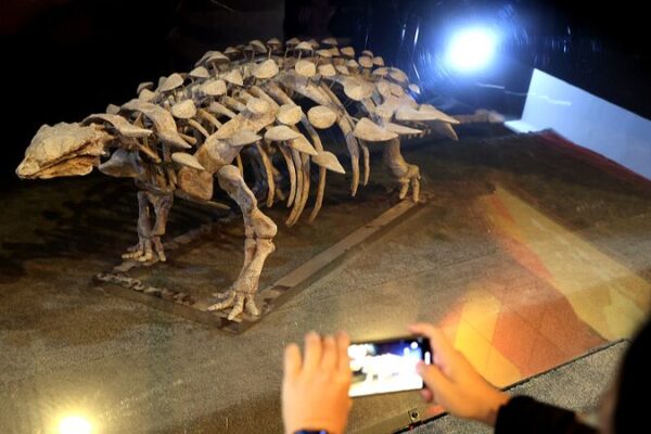 New Armored Dinosaur Species Unearthed in East China New Armored Dinosaur Species Unearthed in East China