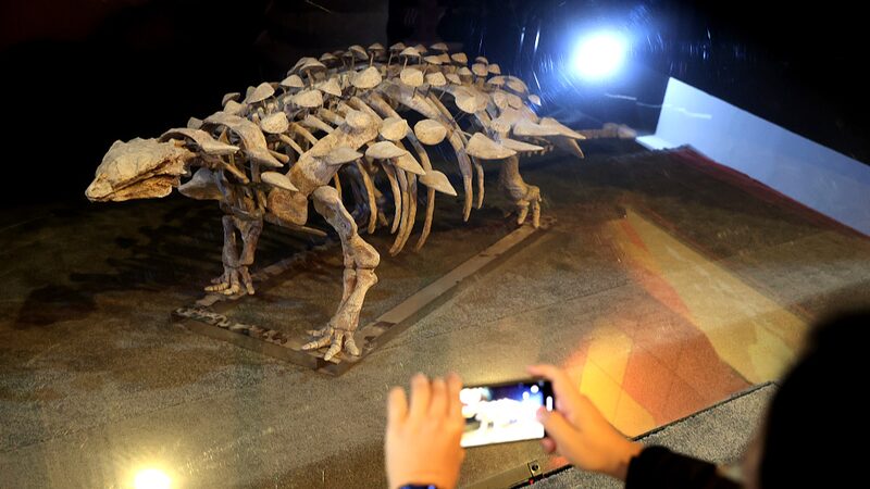 New_Armored_Dinosaur_Species_Unearthed_in_East_China - Khabar Asia New Armored Dinosaur Species Unearthed in East China