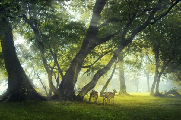 New Breakthrough Boosts Tree Cloning Efficiency New Breakthrough Boosts Tree Cloning Efficiency
