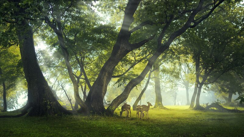 New Breakthrough Boosts Tree Cloning Efficiency