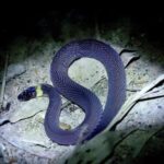 New Bright Yellow-Necked Snake Species Discovered in Central China's Hunan Province