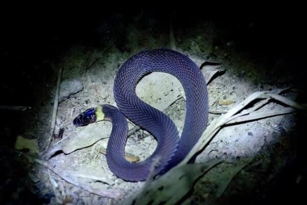 New Bright Yellow-Necked Snake Species Discovered in Central China’s Hunan Province New Bright Yellow-Necked Snake Species Discovered in Central China's Hunan Province