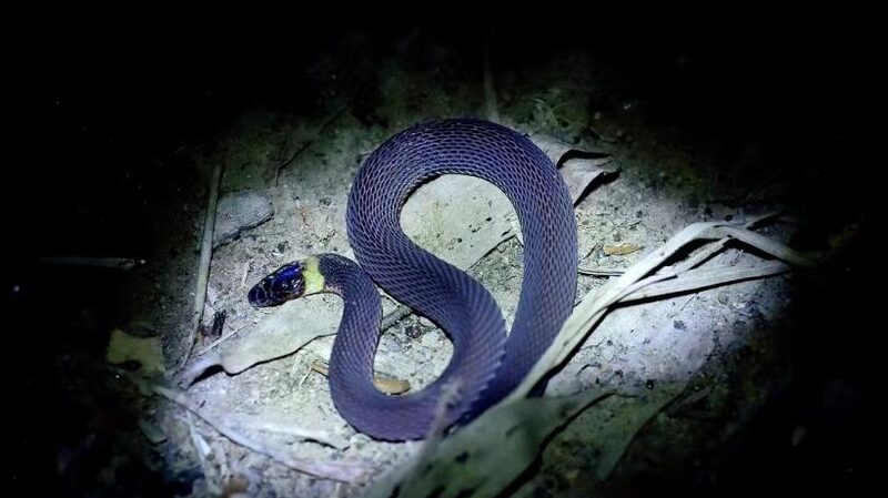 New Bright Yellow-Necked Snake Species Discovered in Central China's Hunan Province
