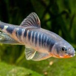 New_Colorful_Fish_Species_Discovered_in_East_China