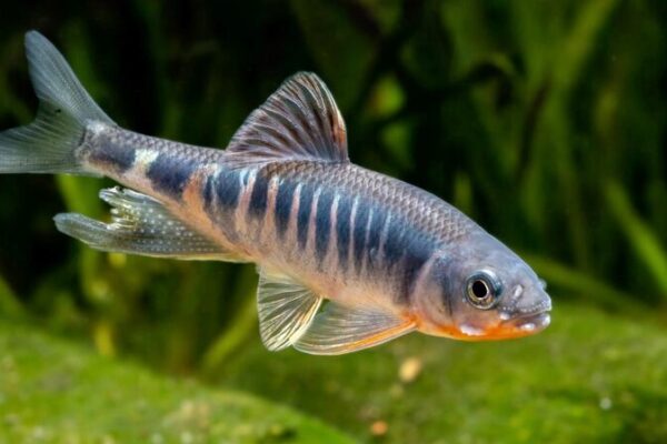 New Colorful Fish Species Discovered in East China New_Colorful_Fish_Species_Discovered_in_East_China