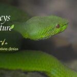 New Documentary Explores the Wonders of Xishuangbanna's Tropical Rainforests