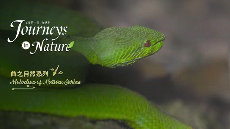 New Documentary Explores the Wonders of Xishuangbanna's Tropical Rainforests