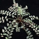 New_Fern_Species_Cyrtomium_adenotrichum_Discovered_in_South_China