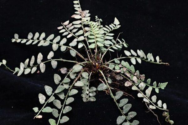 New Fern Species Cyrtomium adenotrichum Discovered in South China New_Fern_Species_Cyrtomium_adenotrichum_Discovered_in_South_China